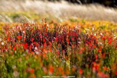 Bieszczady Mountains 13