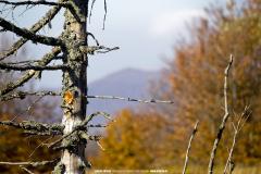 Bieszczady Mountains 14