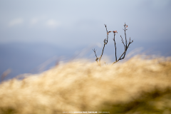 Bieszczady Mountains 7