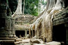 Cambodia / Ta Prohm