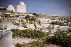 Tunisia /cemetery in the old town / Mahdia