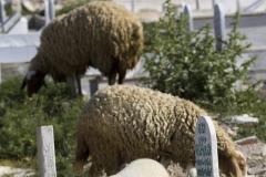 Tunisia / cemetery / Mahdia